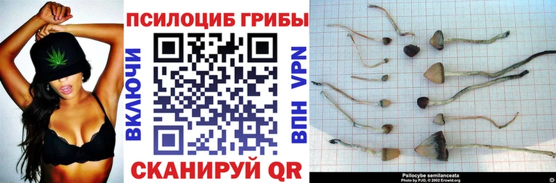 Галлюциногенные грибы Cubensis  купить наркотики цена  Апатиты 