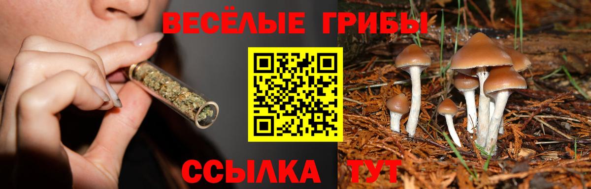 Псилоцибиновые грибы Psilocybine cubensis  Вход с VPN  Апатиты  Галлюциногенные грибы Psilocybe 